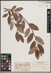 Foto von Salix caprea L. x Salix daphnoides Vill.